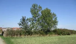 Aste giudiziarie immobiliari online - 6.0