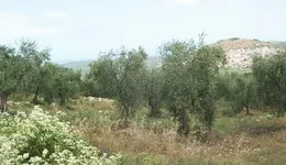 Aste giudiziarie immobiliari online - 9.0