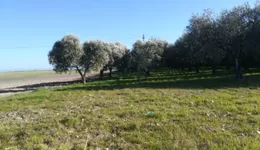 Aste giudiziarie immobiliari online - 9.0
