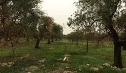 Aste giudiziarie immobiliari online - 2.0