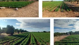 Aste giudiziarie immobiliari online - 10.0