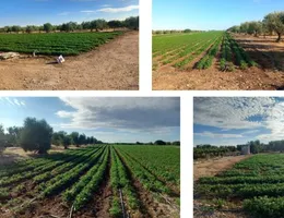 Aste giudiziarie immobiliari online - 2.0