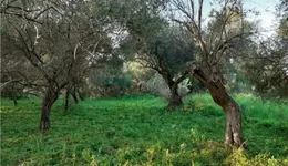 Aste giudiziarie immobiliari online - 4.0