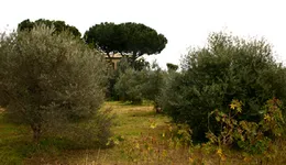 Aste giudiziarie immobiliari online - 12.0