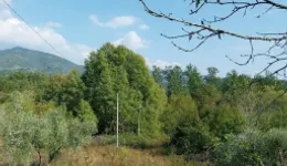 Aste giudiziarie immobiliari online - 6.0