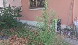 Aste giudiziarie immobiliari online - 4.0
