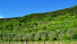 Aste giudiziarie immobiliari online - 2.0