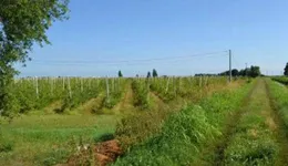 Aste giudiziarie immobiliari online - 12.0