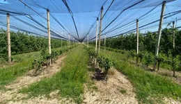 Aste giudiziarie immobiliari online - 5.0
