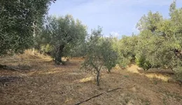 Aste giudiziarie immobiliari online - 6.0