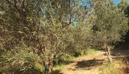 Aste giudiziarie immobiliari online - 11.0