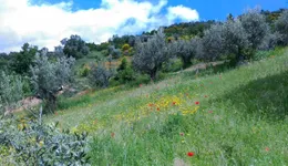 Aste giudiziarie immobiliari online - 12.0