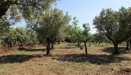 Aste giudiziarie immobiliari online - 3.0