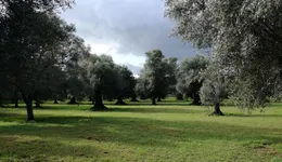 Aste giudiziarie immobiliari online - 5.0