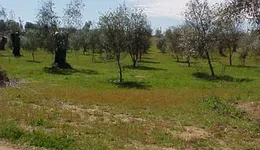 Aste giudiziarie immobiliari online - 5.0