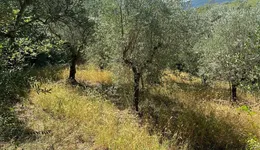 Aste giudiziarie immobiliari online - 9.0
