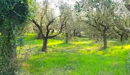 Aste giudiziarie immobiliari online - 9.0