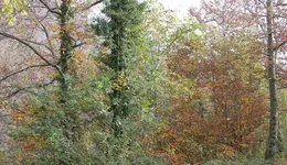 Aste giudiziarie immobiliari online - 10.0