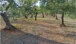 Aste giudiziarie immobiliari online - 4.0