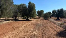 Aste giudiziarie immobiliari online - 5.0